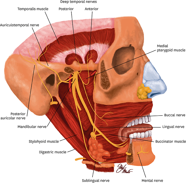 Mandibular nerve divison Branches posterior division: larger than the
