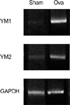 jkms-20-579-g005