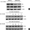 jbc-12-134-g004