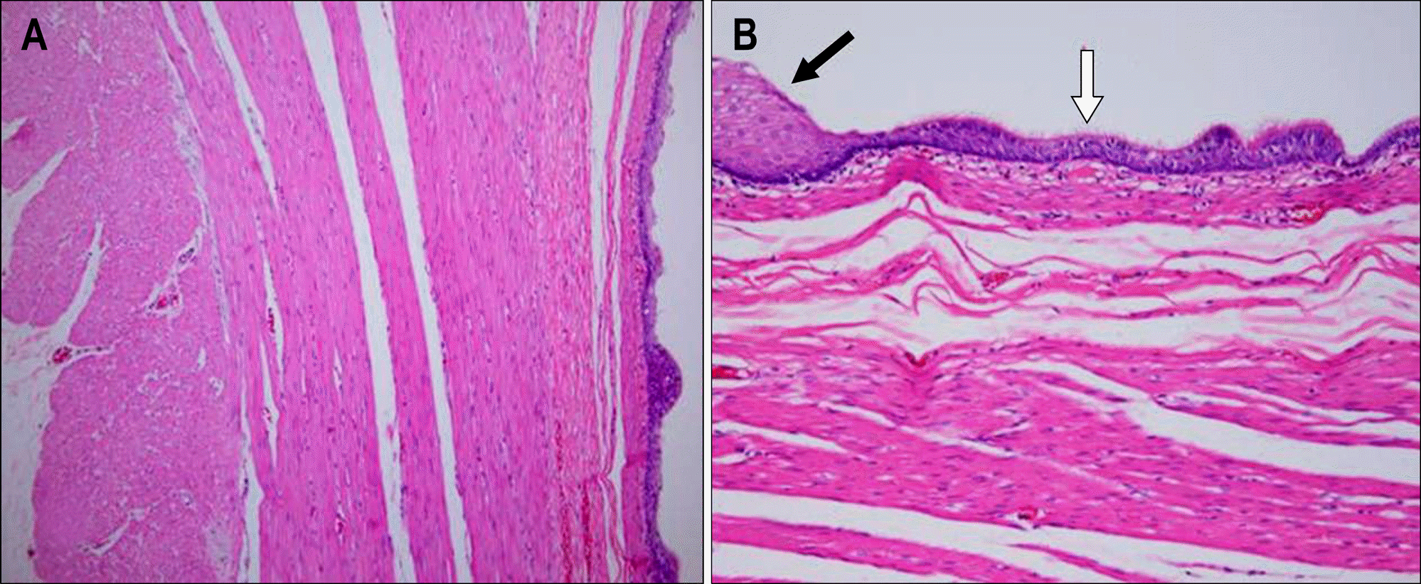 KoreaMed Synapse