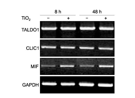 cmj-44-1f5.tif