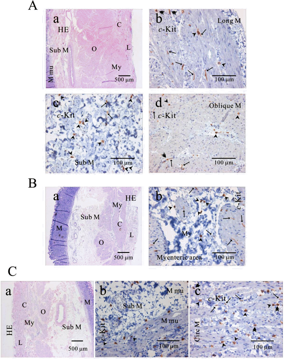 kjpp-14-317f2.tif