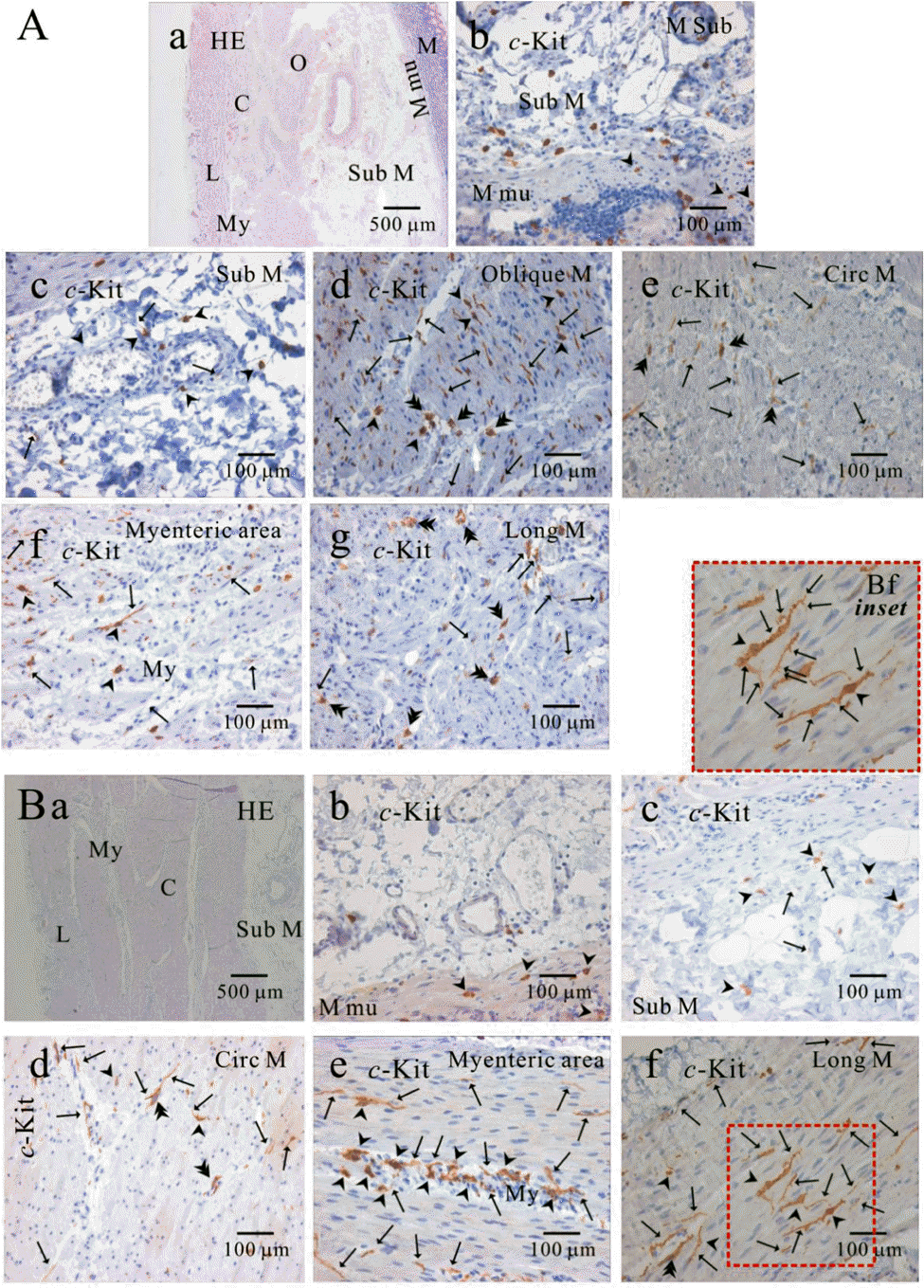 kjpp-14-317f4.tif