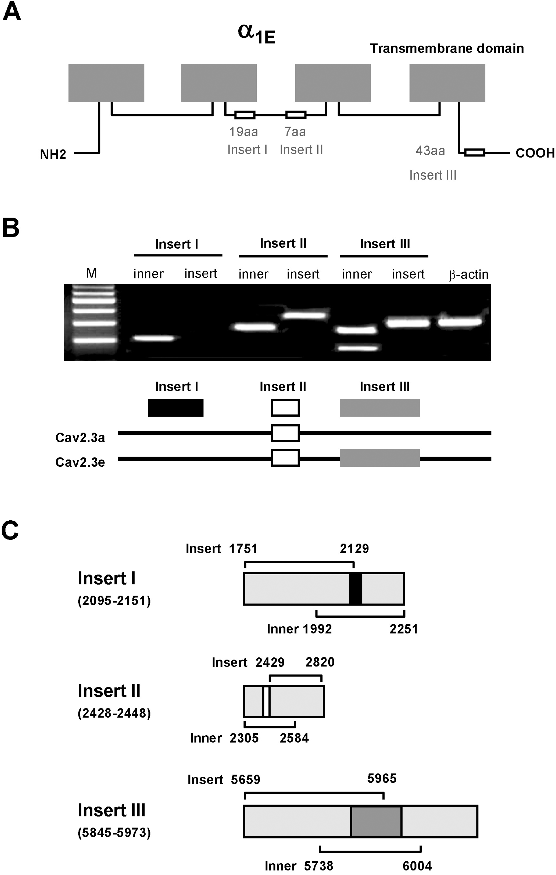 kjpp-14-45f1.tif