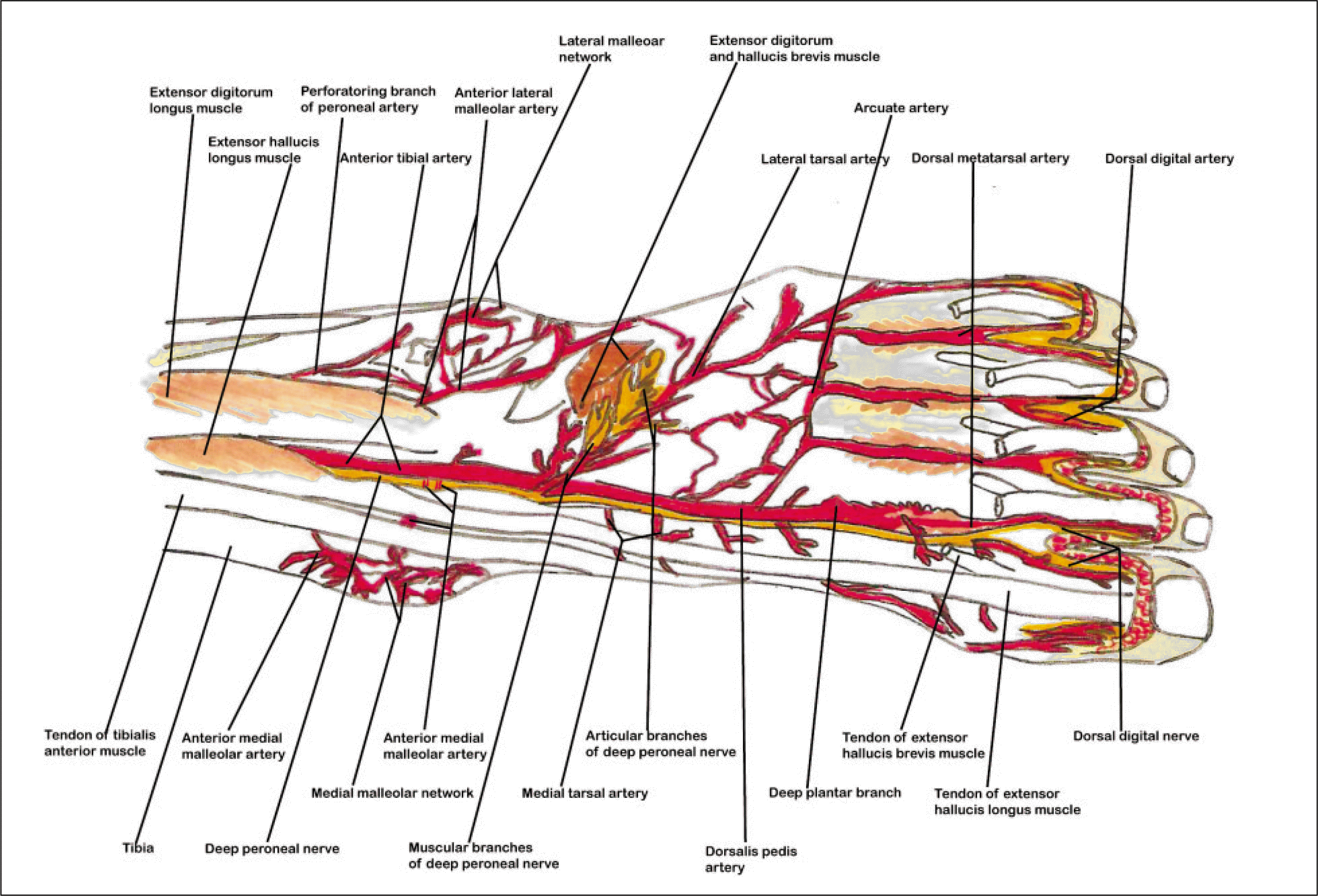 dorsalis pedis artery