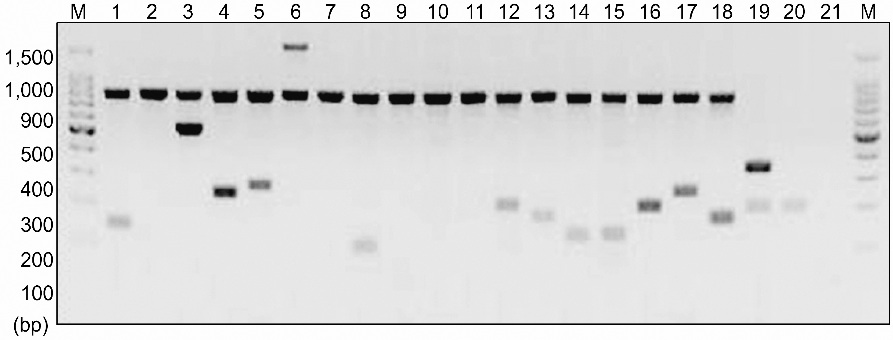 kjh-41-139f1.tif