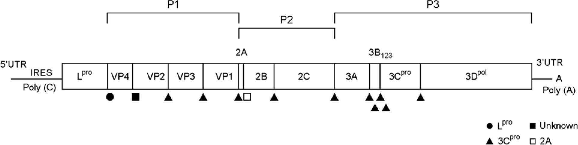 jbv-40-1f1.tif