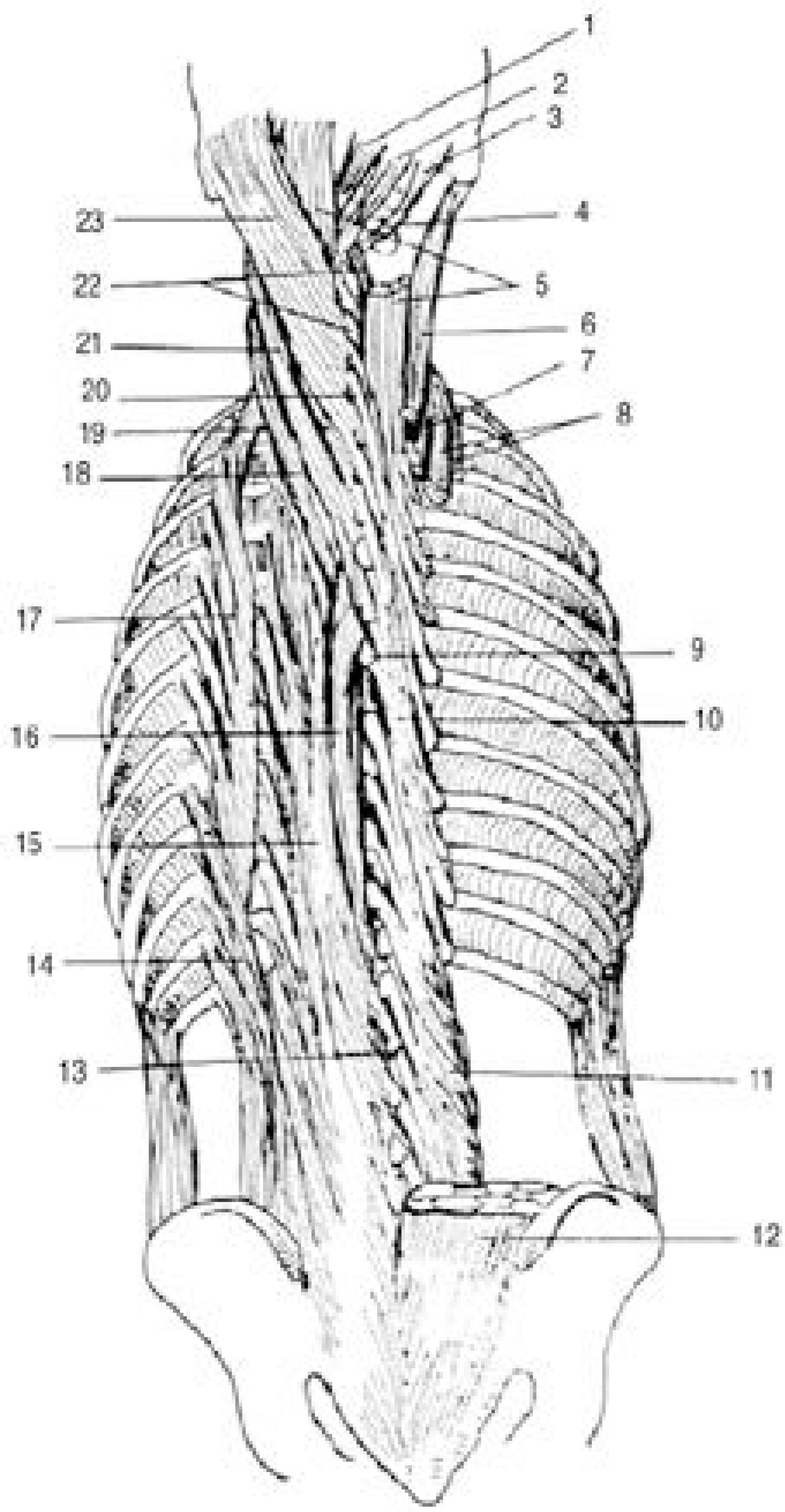 jkss-8-264f10.tif