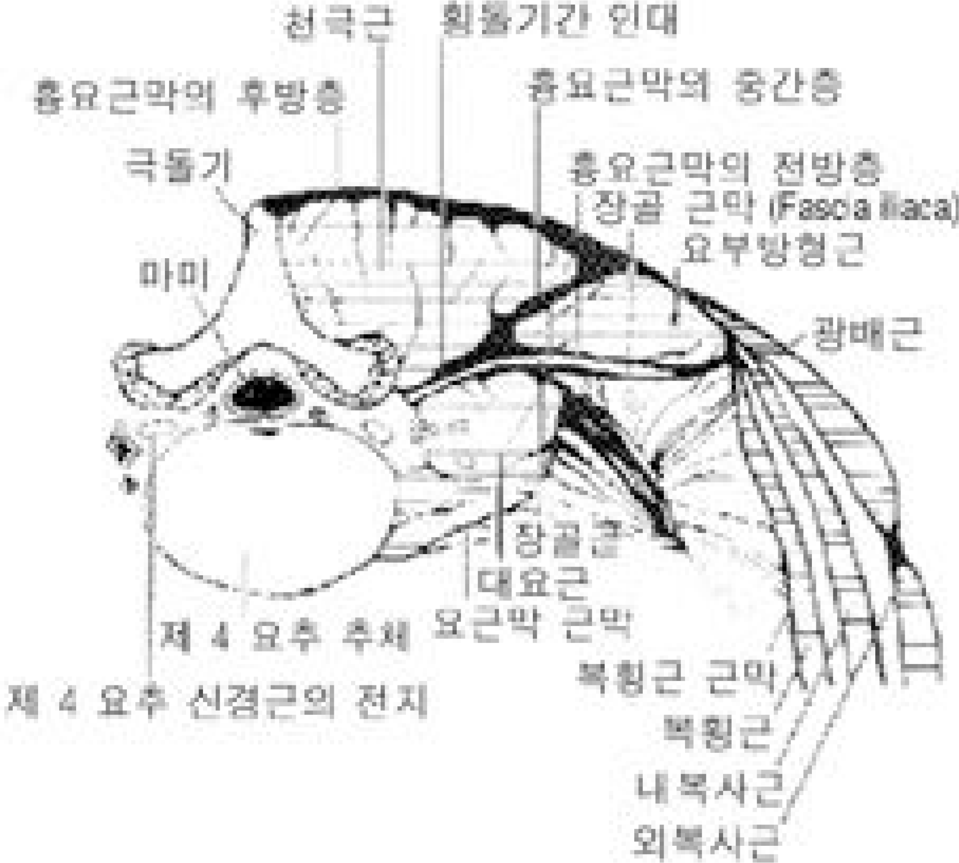 jkss-8-264f8.tif