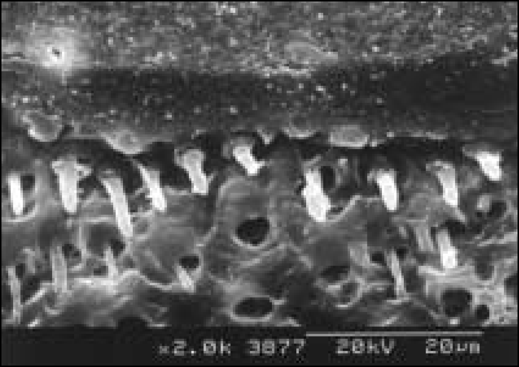 jkacd-29-1f6b.tif