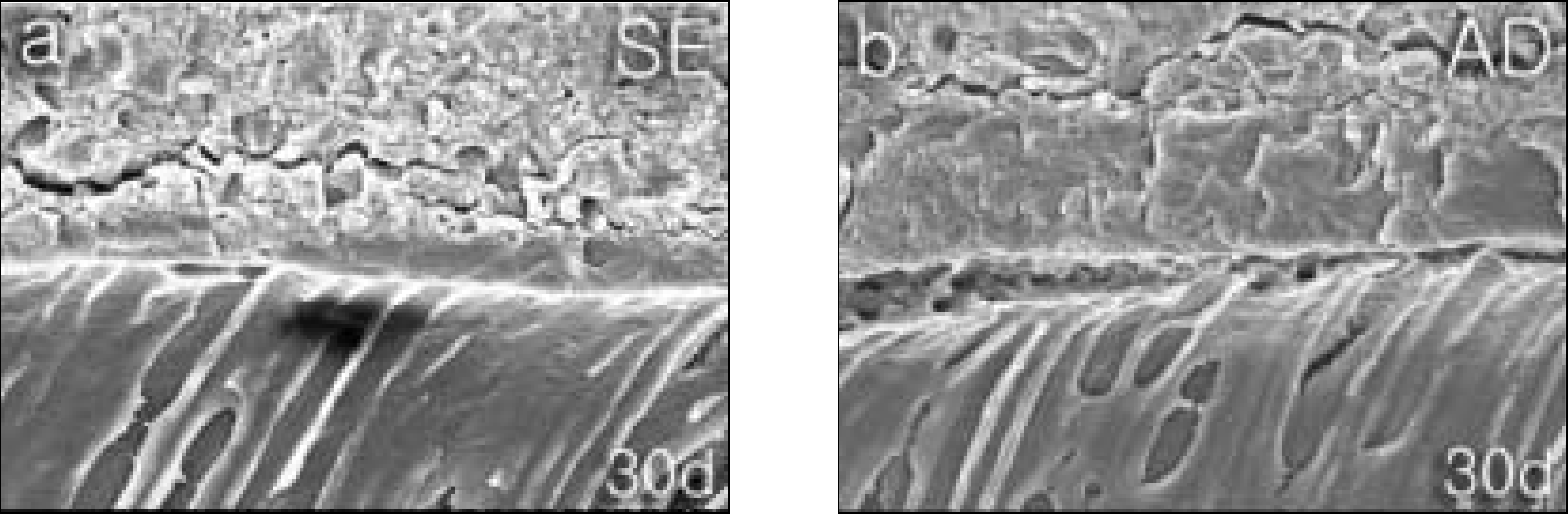 jkacd-30-204f4.tif