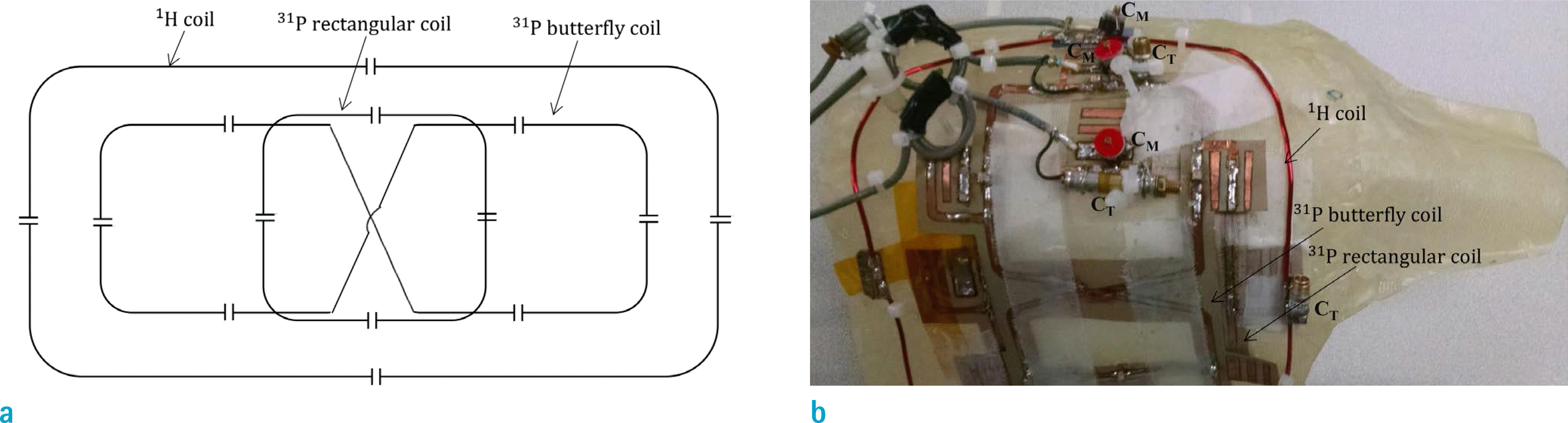 imri-22-26f3.tif