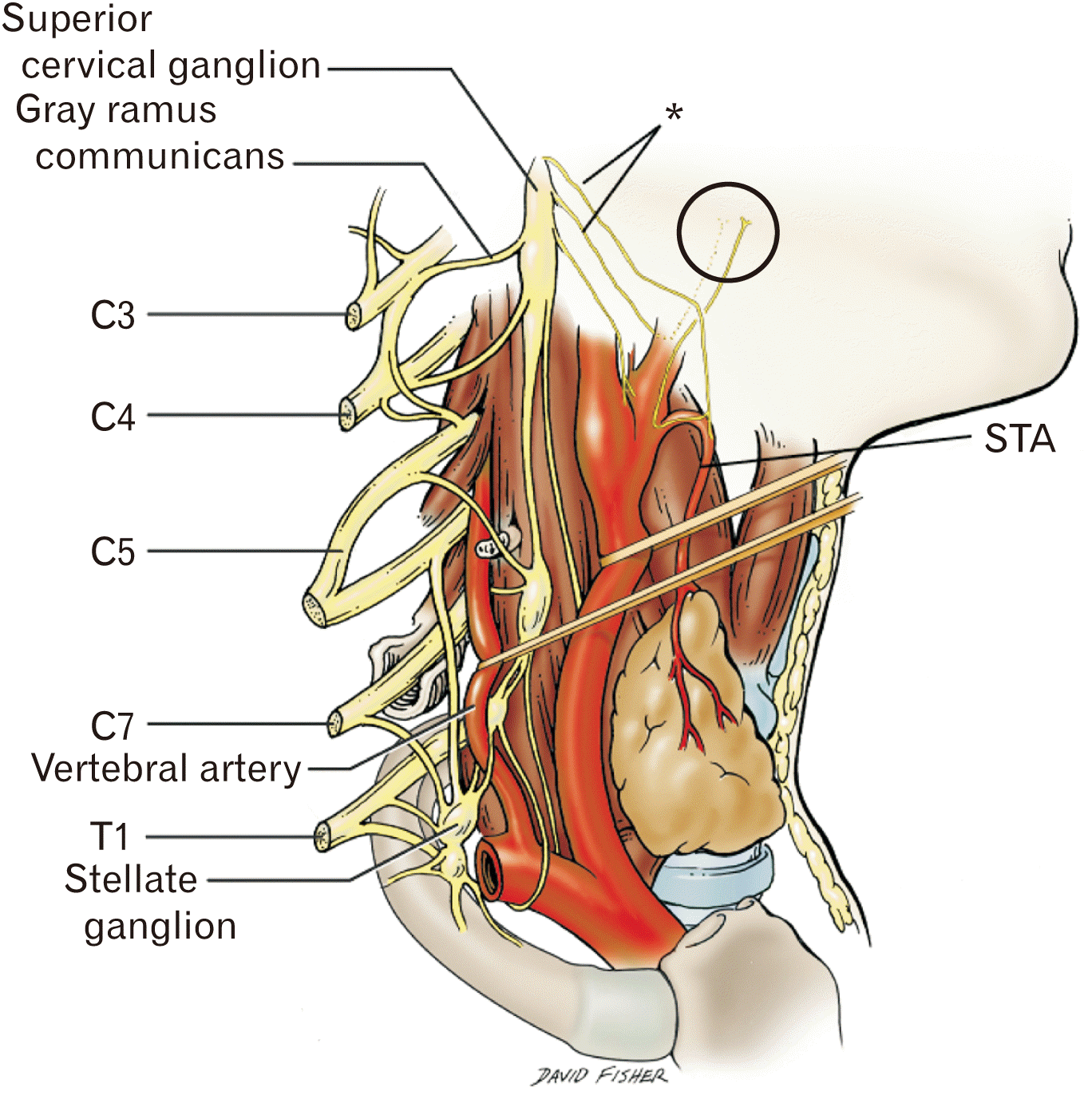 middle cervical ganglion