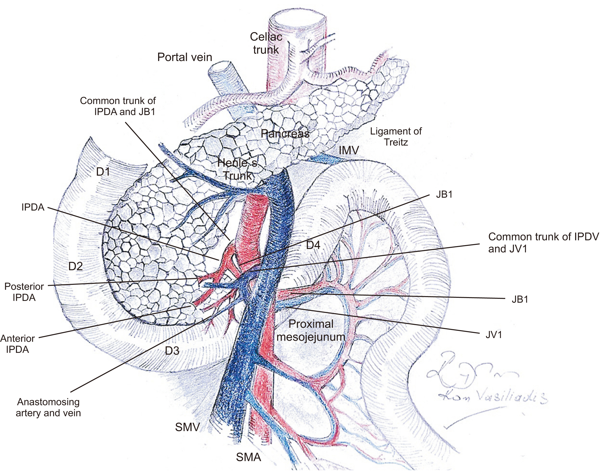 superior mesenteric artery pancreas